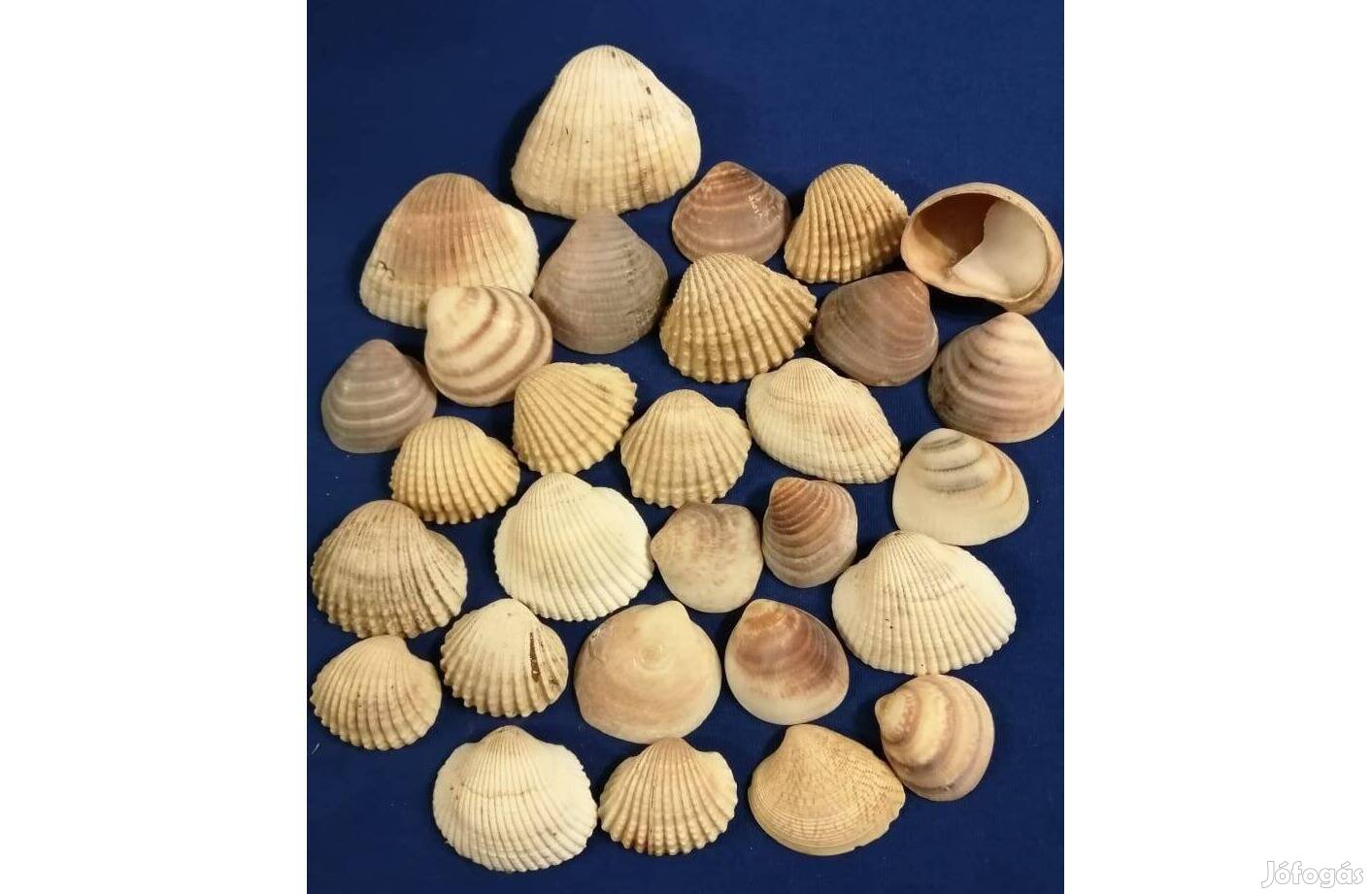 Fésűkagylók 29 db egyben eladó!