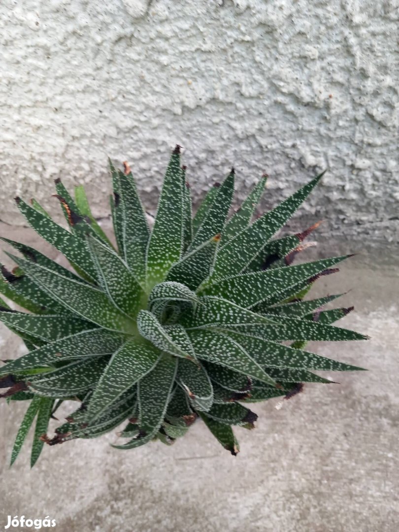 Fészek aloe vera, gyönyörű, egészséges 