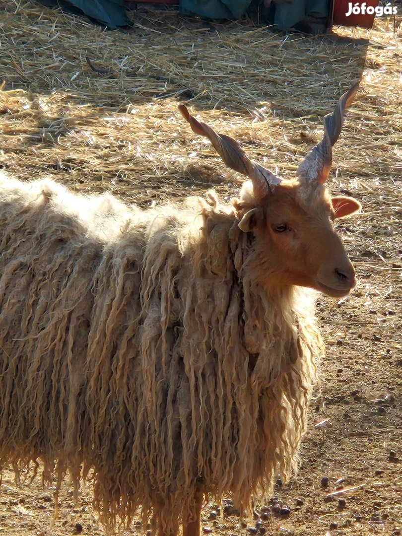 Fiaral racka kosok eladók és bárány