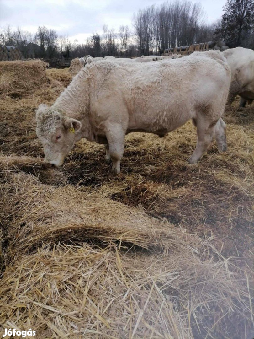 Fiatal Charolais tenyészbika eladó