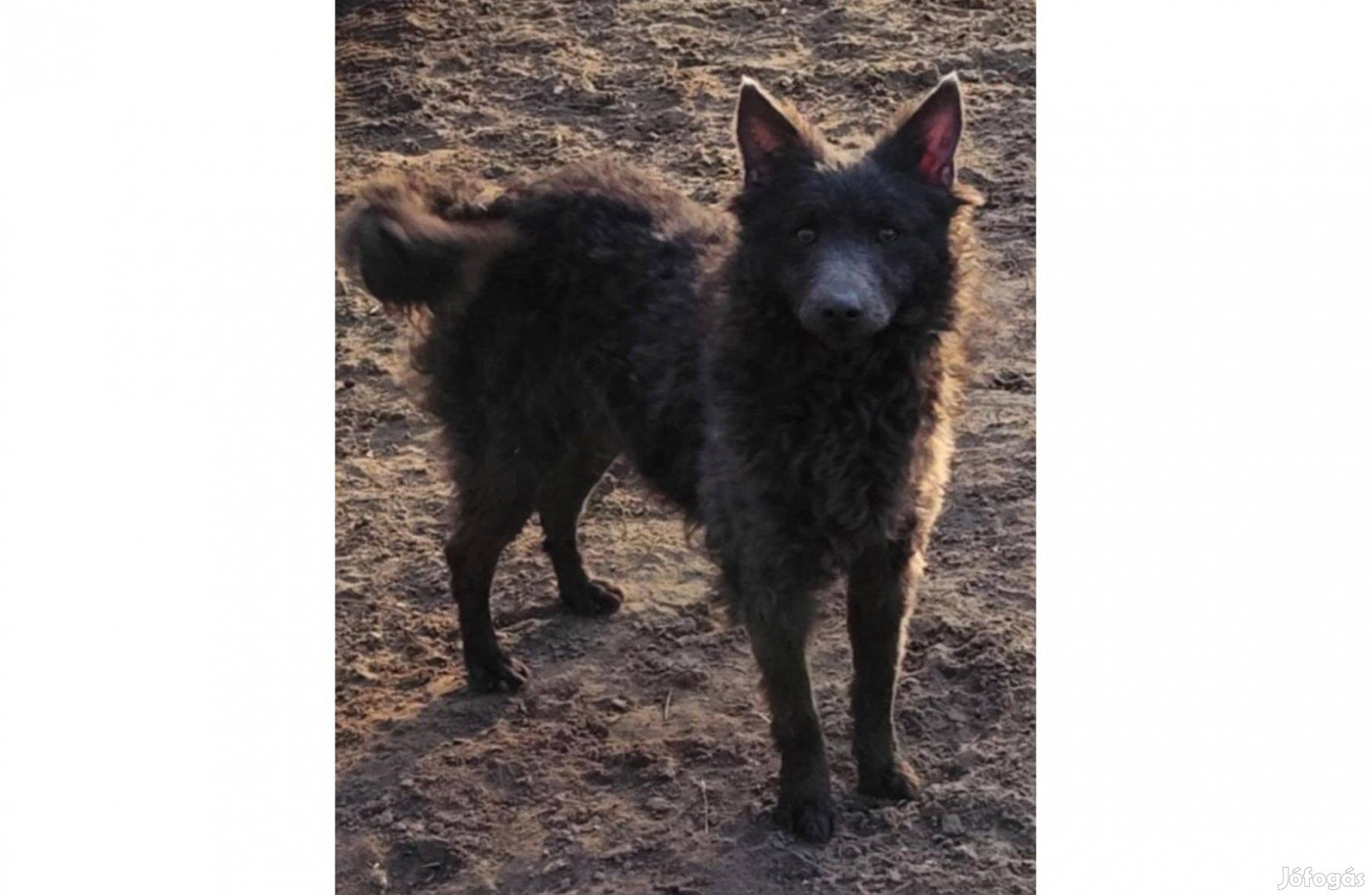 Fiatal Törzskönyves Hamvas szürke Mudi szuka eladó