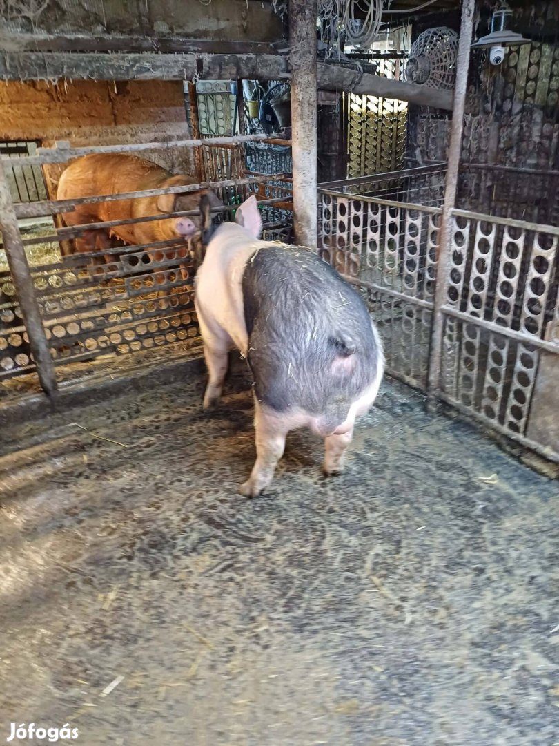 Fiatal aktív kan eladó!