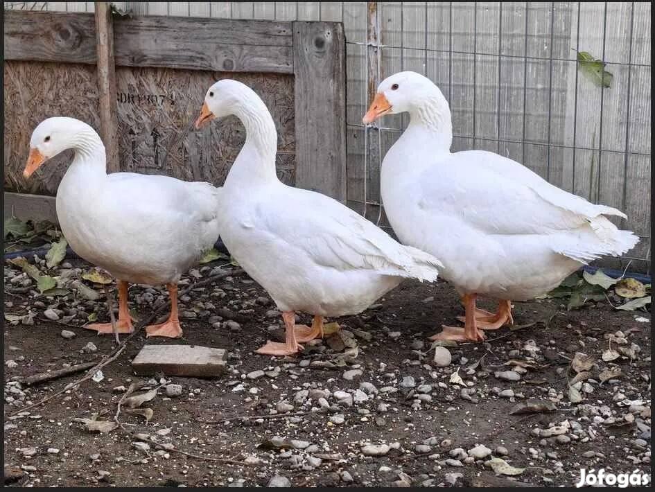 Fiatal gúnár eladó