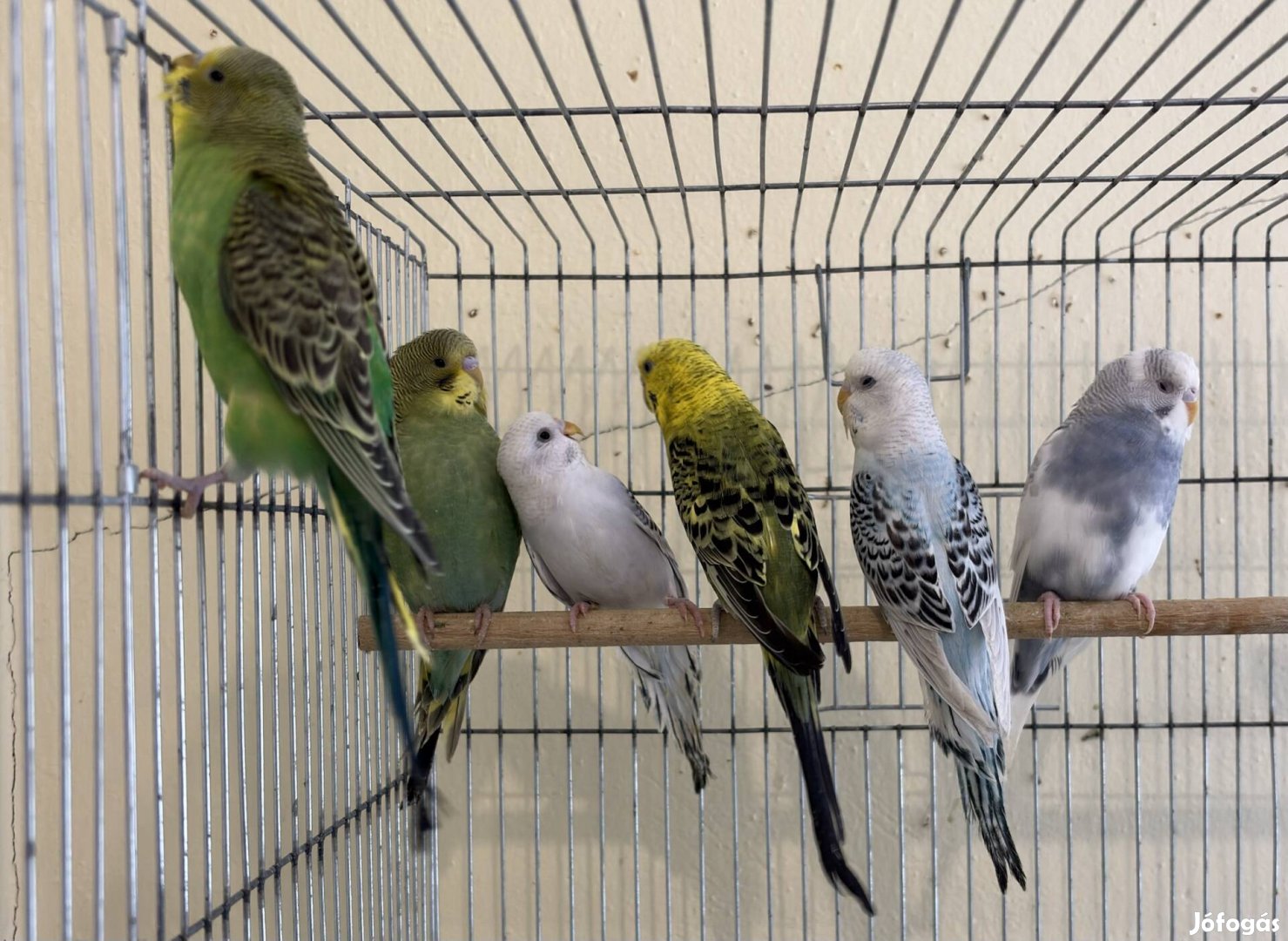 Fiatal hullámos papagájok