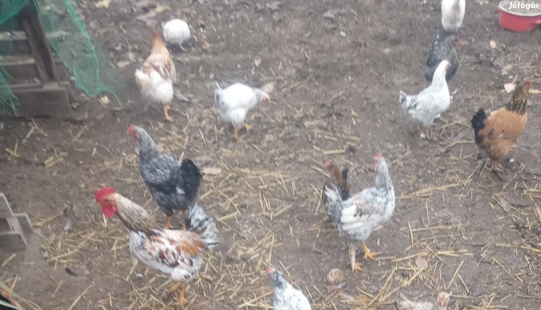 Fiatal japán lakások eladók