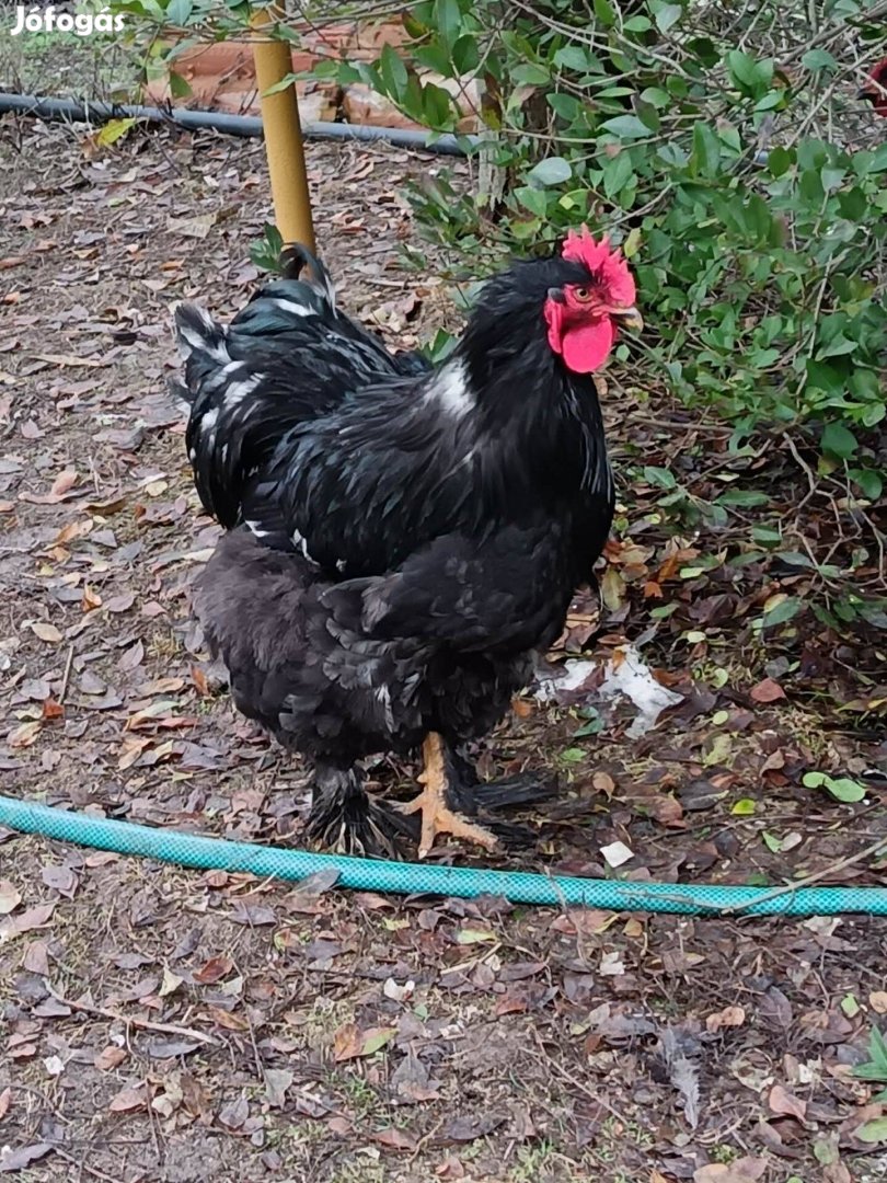 Fiatal kakas ,kakasok eladók