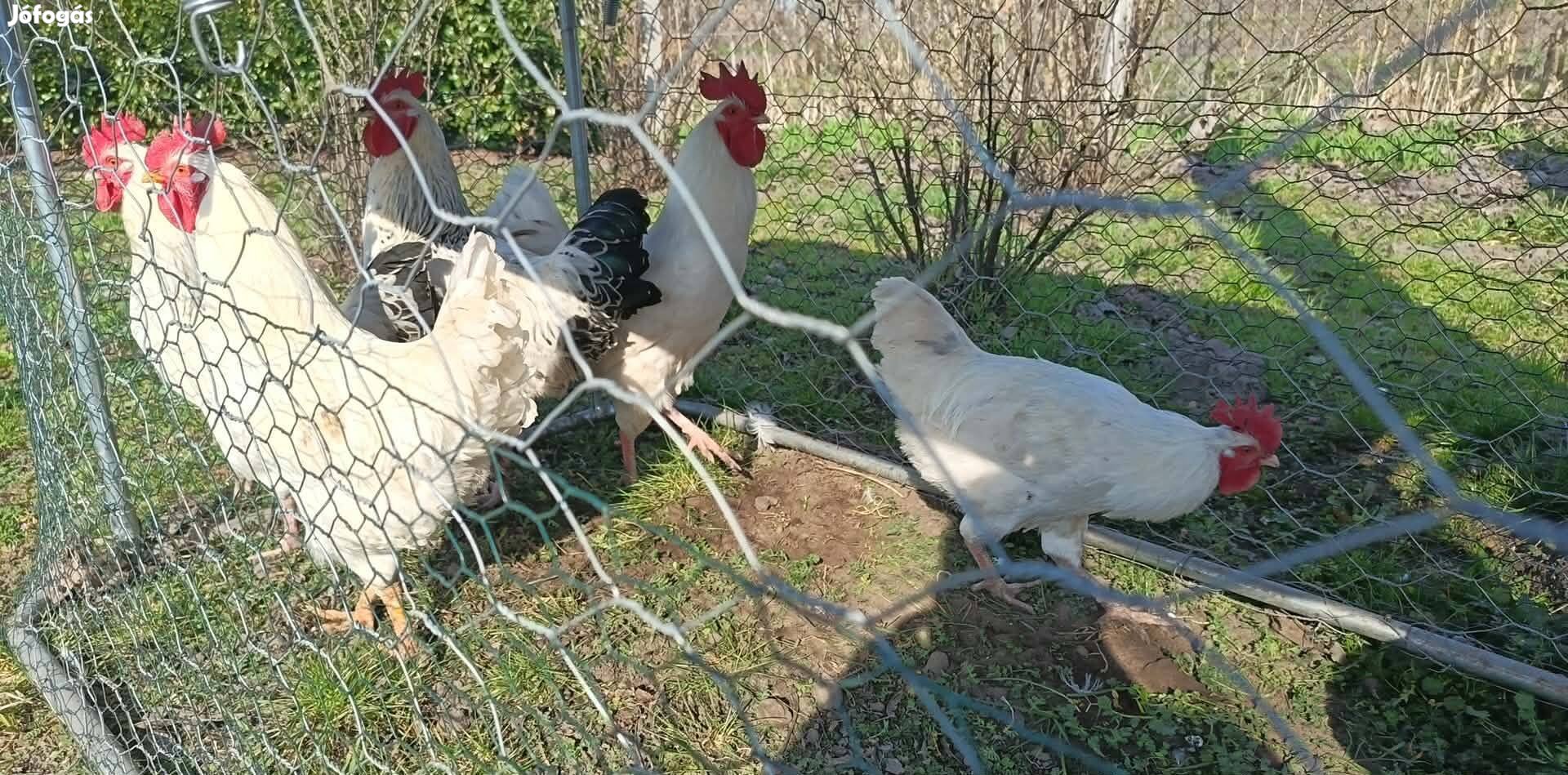 Fiatal kakasok!