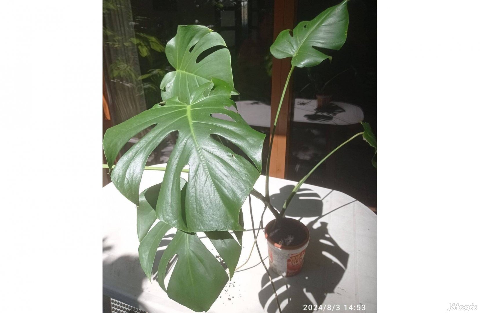 Fiatal monstera tő eladó a II. kerületben