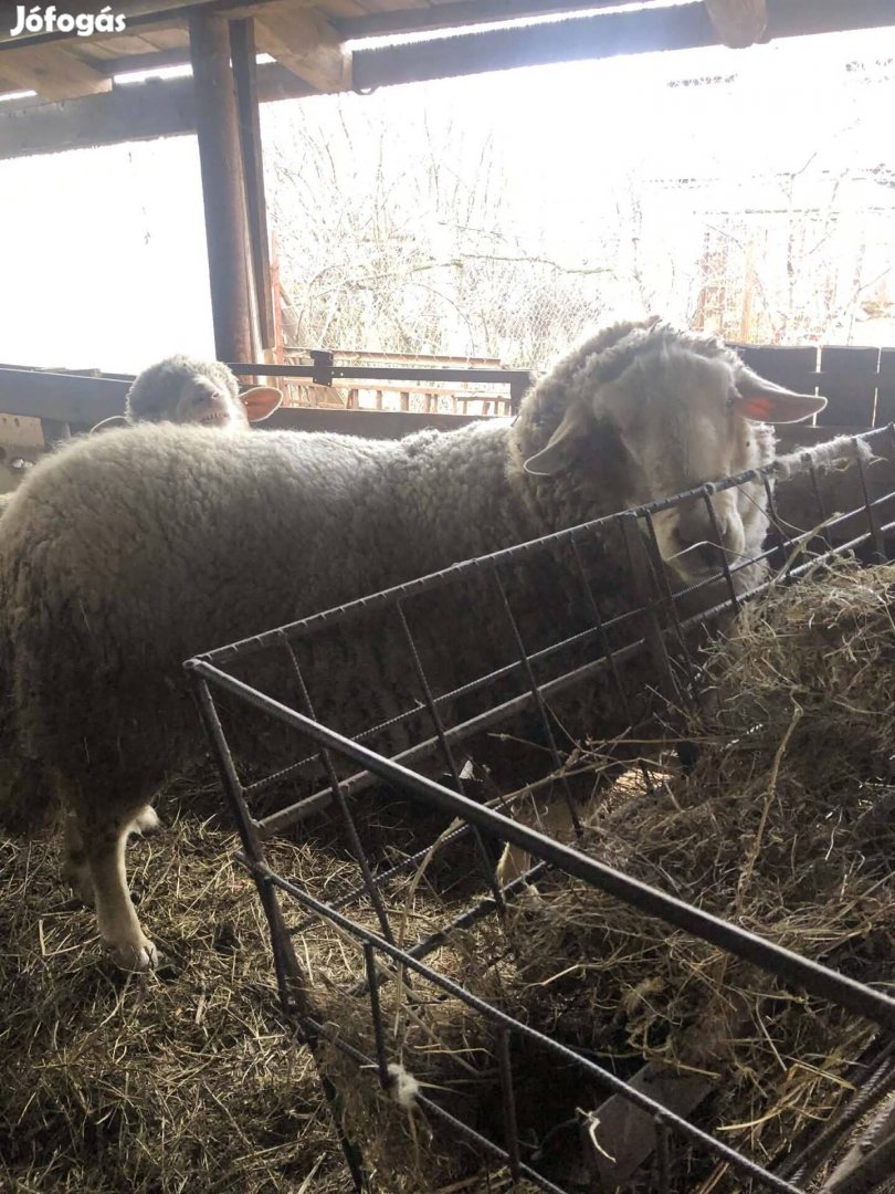 Fiatal nagy növésű kos eladó