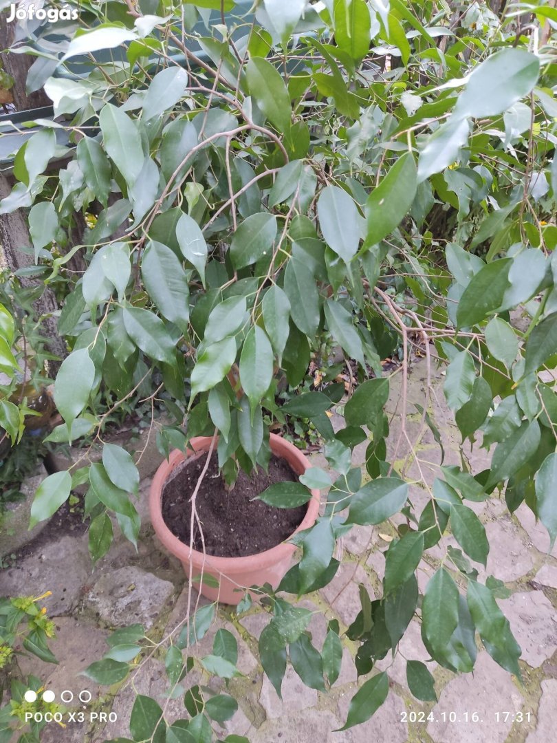 Ficus 2 m- es,1.5 m- es 