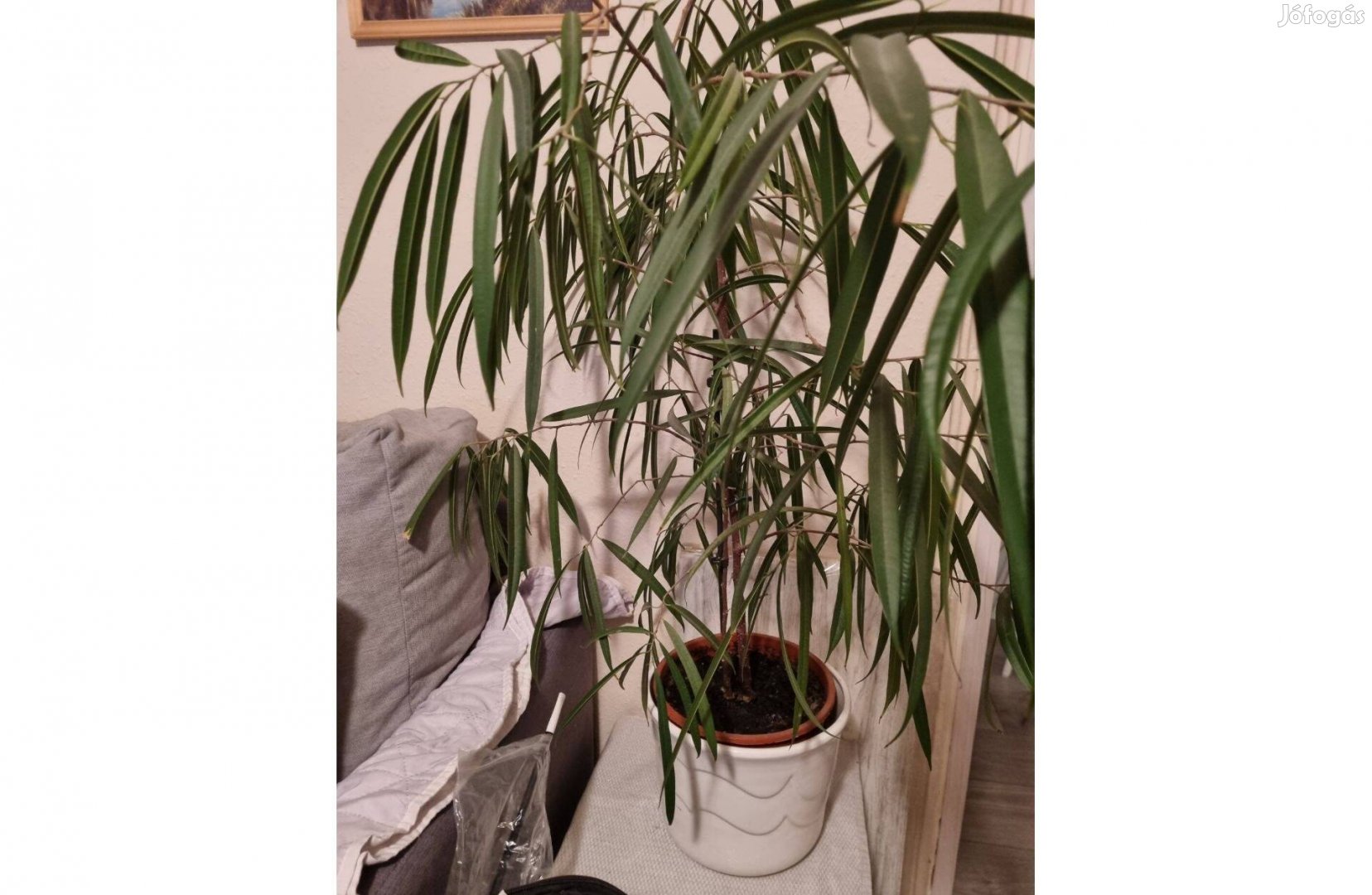 Ficus Alii eladó