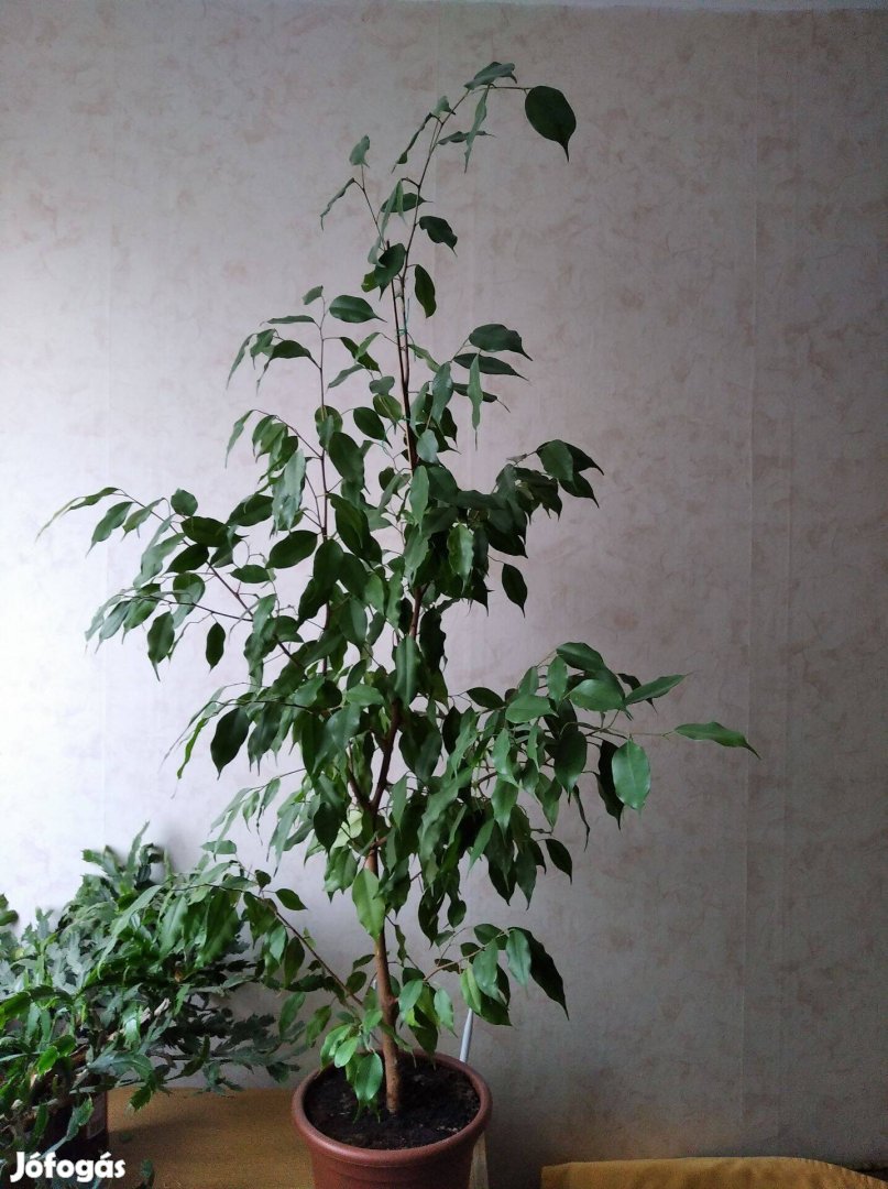 Ficus Banjamina 120 cm eladó