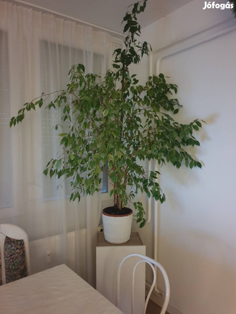 Ficus Benjamikus