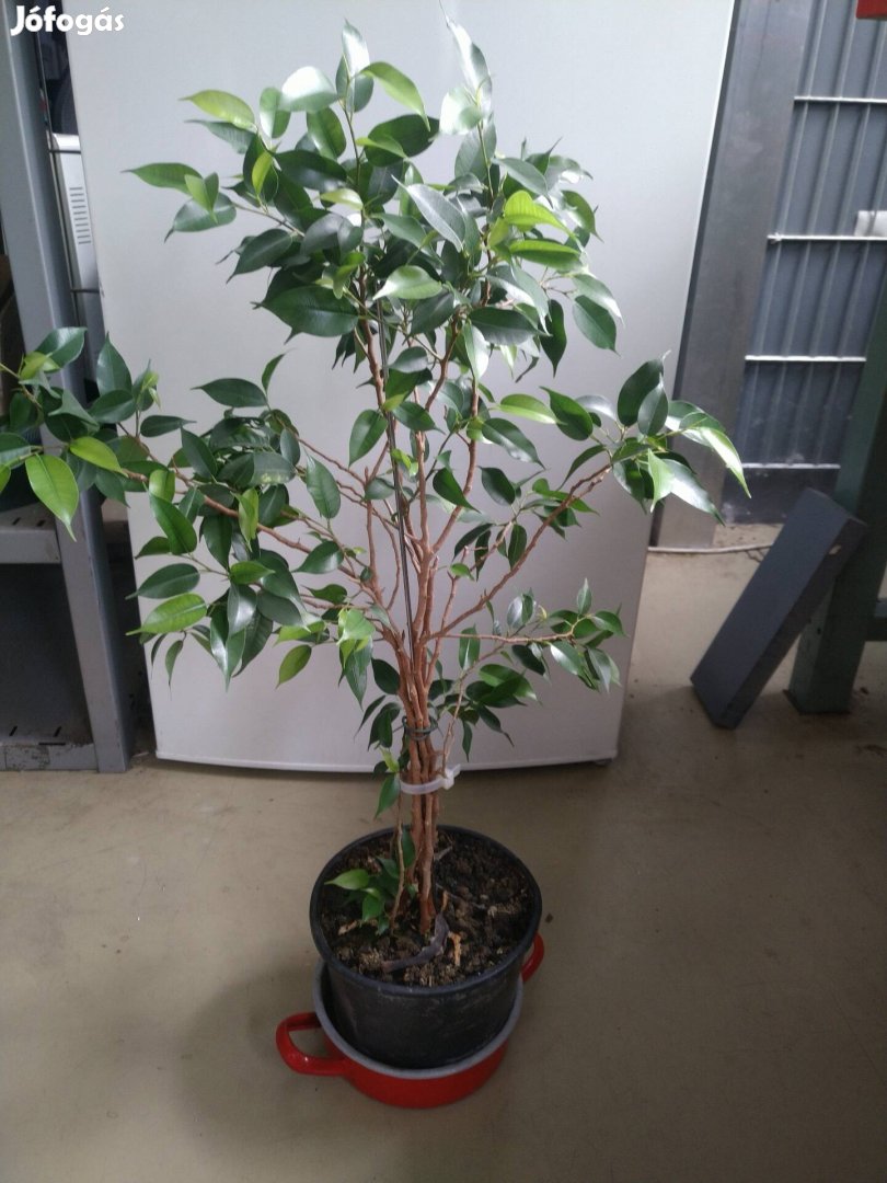 Ficus Benjamin eladó 