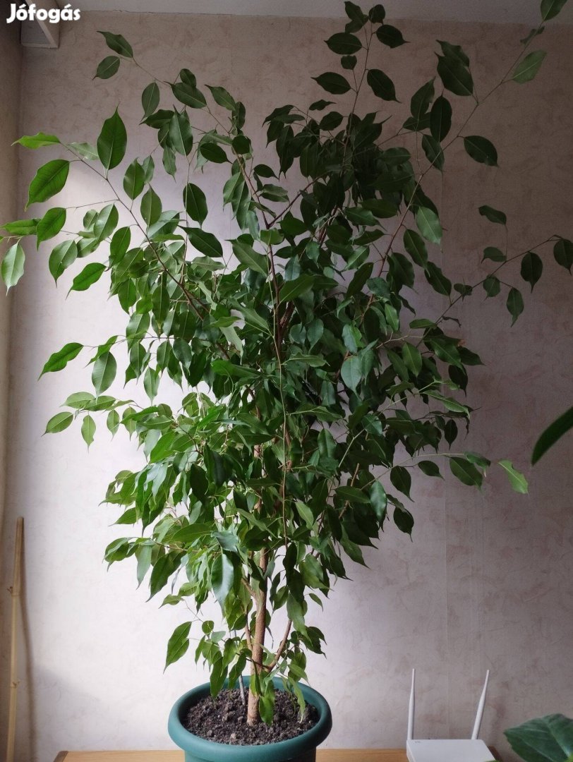 Ficus Benjamina 140 cm eladó