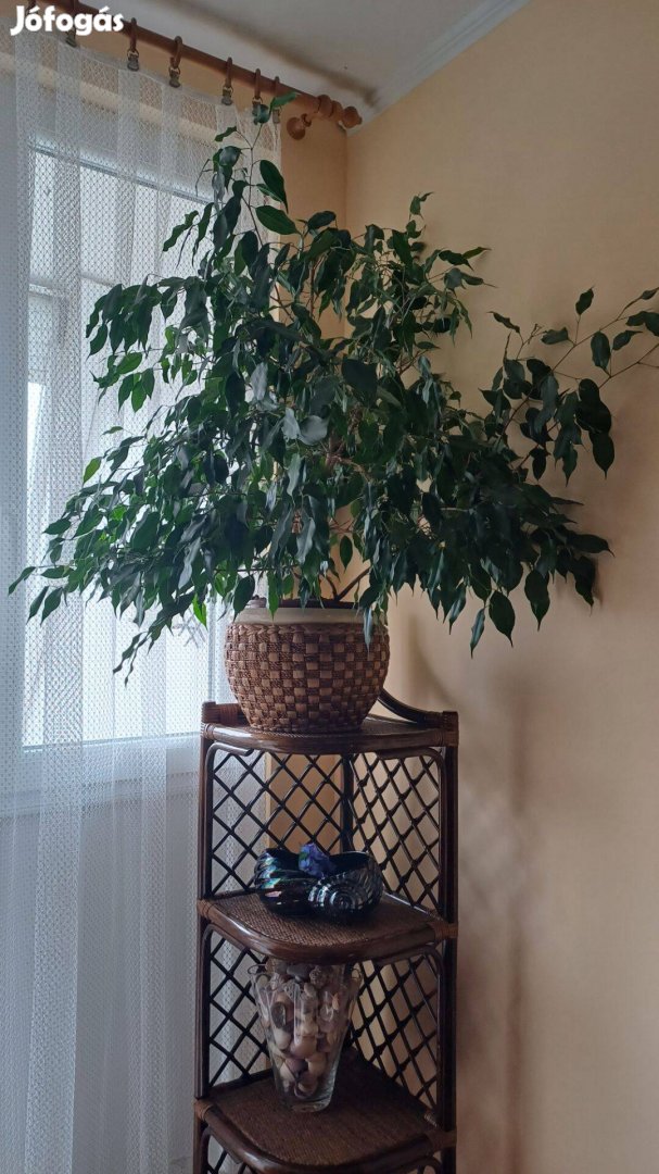 Ficus Benjamina 1 méteres