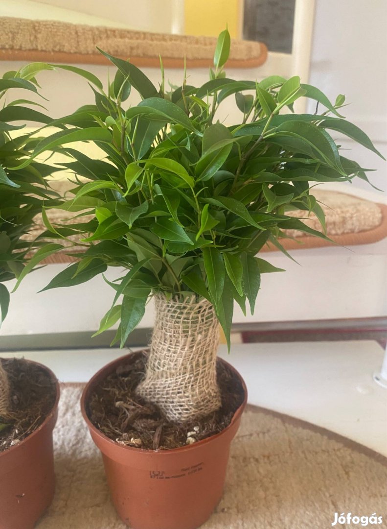 Ficus Benjamina