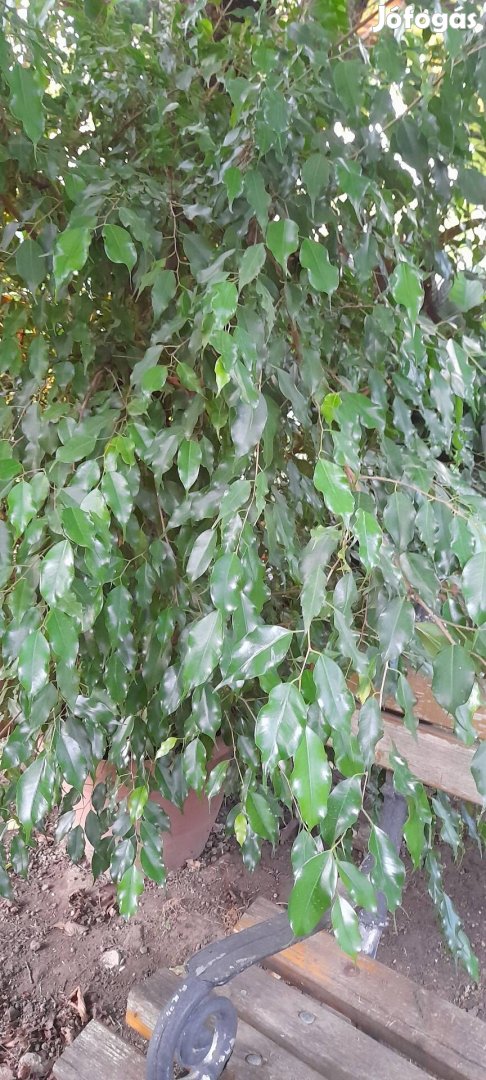 Ficus Benjamina