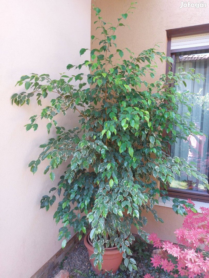 Ficus Benjamina