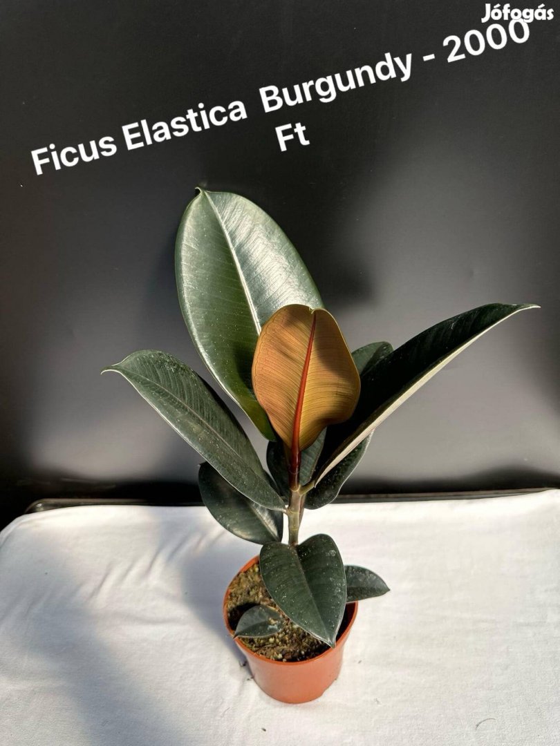 Ficus Elastica Burgundy 