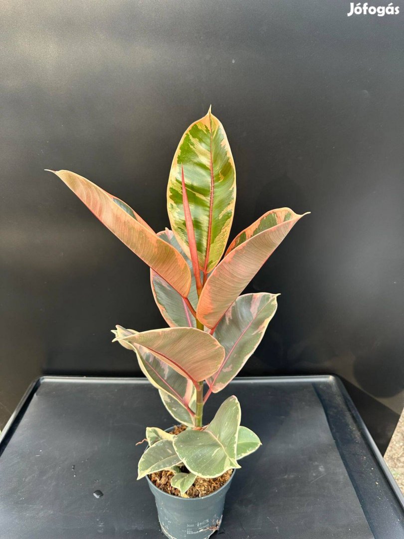 Ficus Robusta Ruby