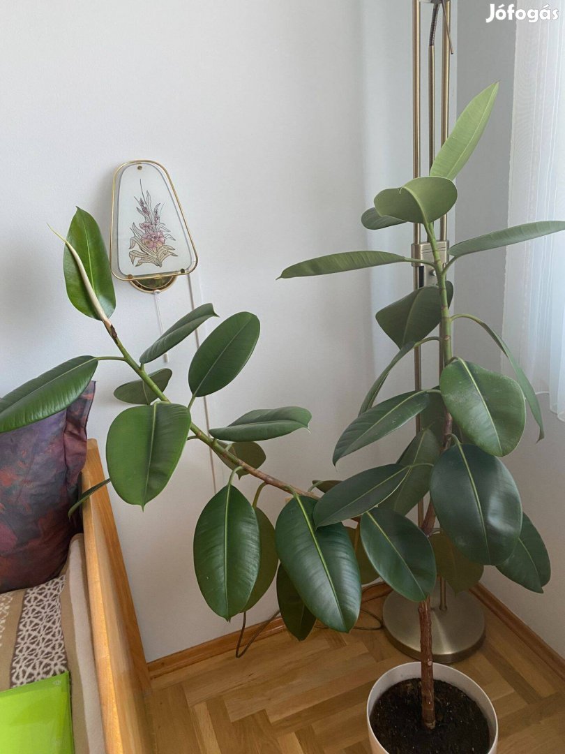 Ficus , nagyméretű