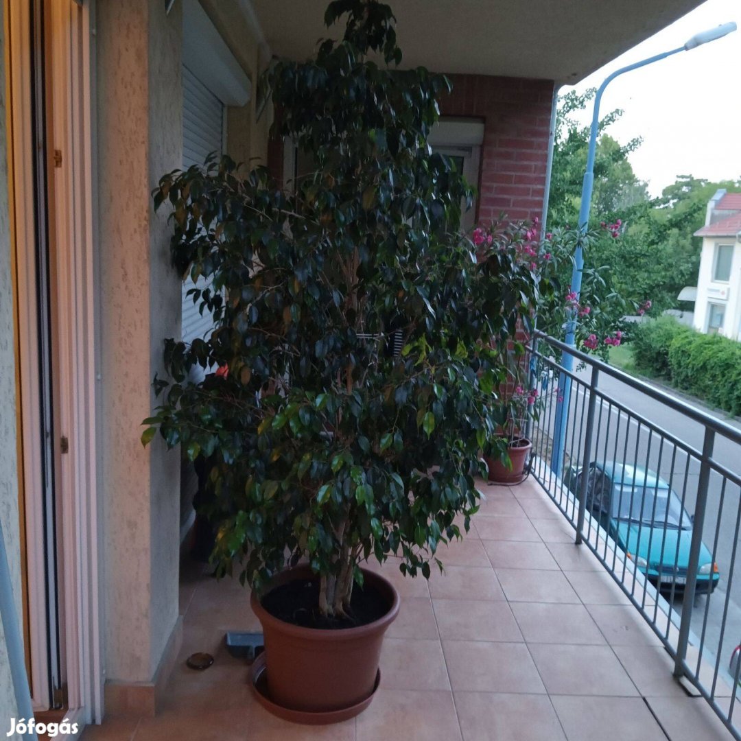 Ficus bendajamina