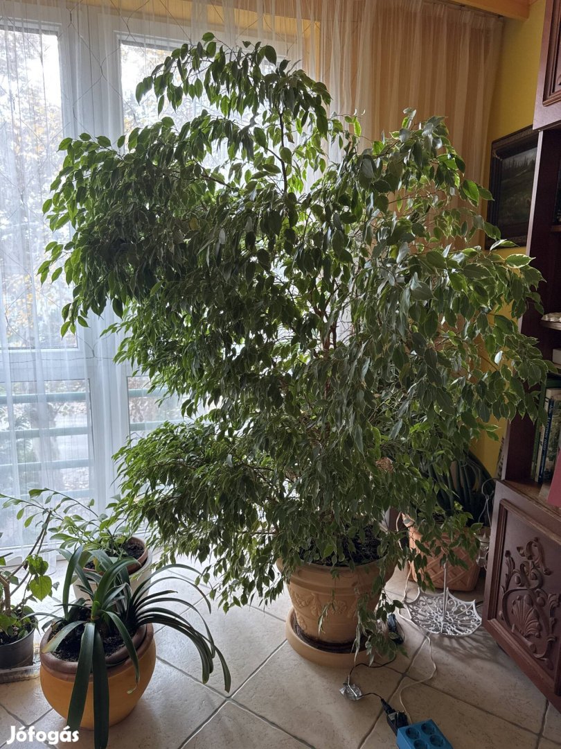 Ficus benjamin, 180cm