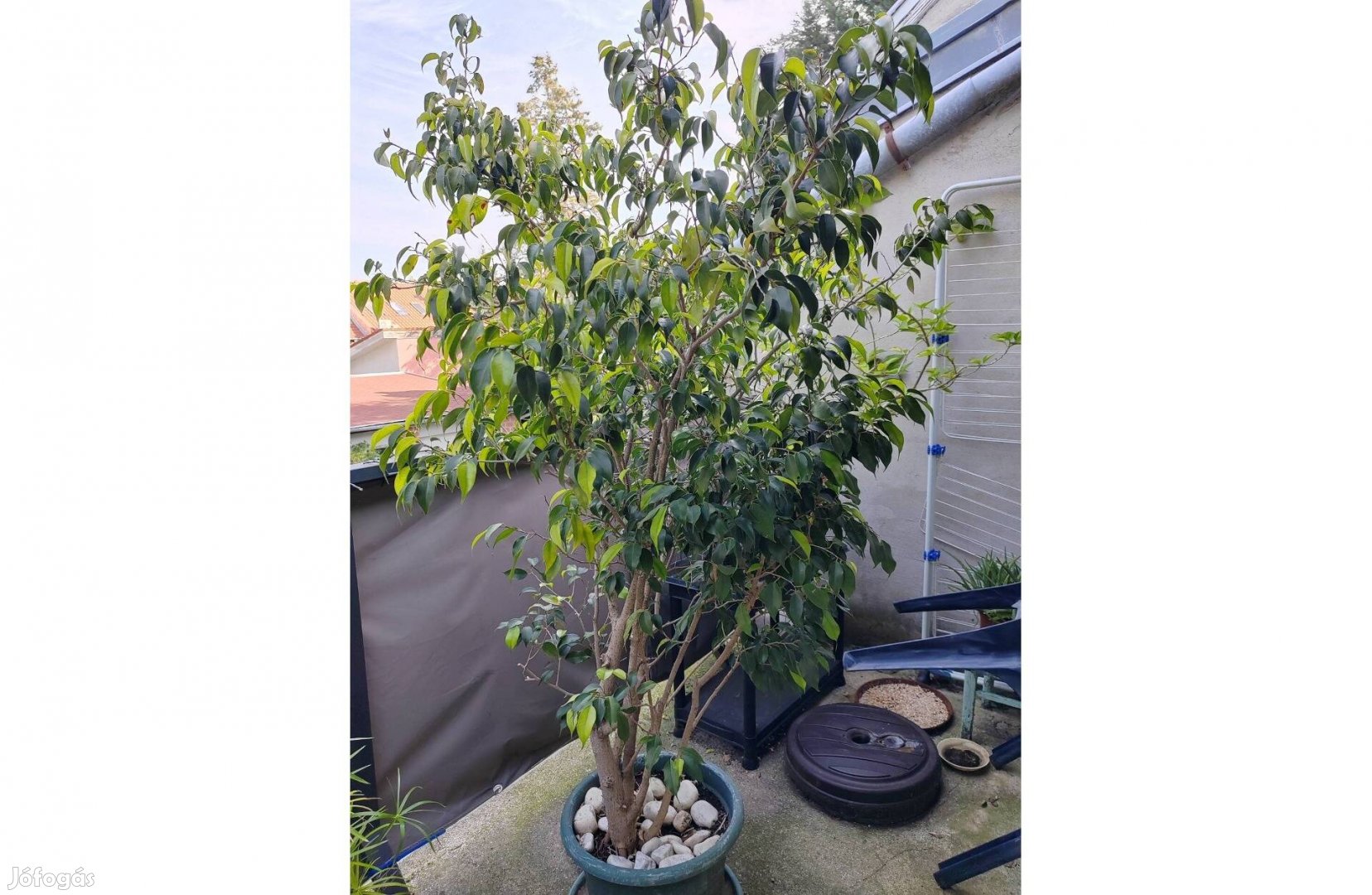 Ficus benjamina 170 cm