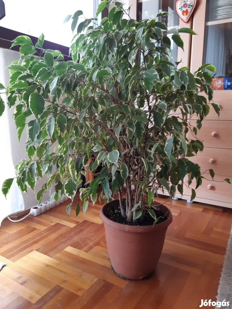 Ficus benjamina