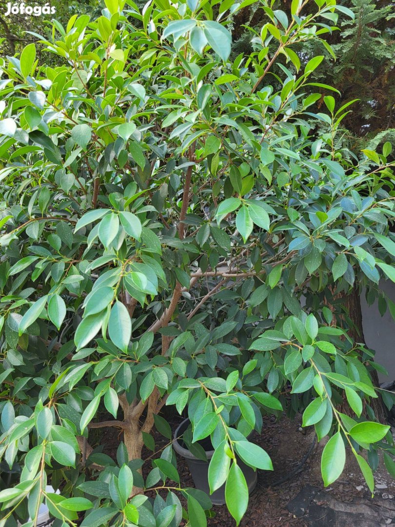 Ficus benjamina