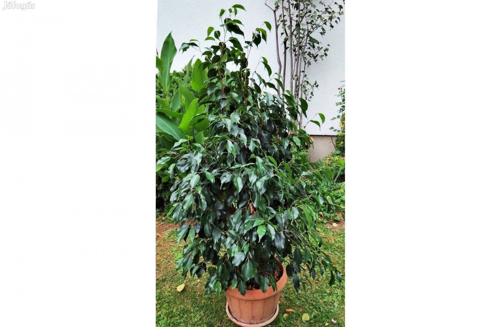 Ficus benjamina (150 cm)