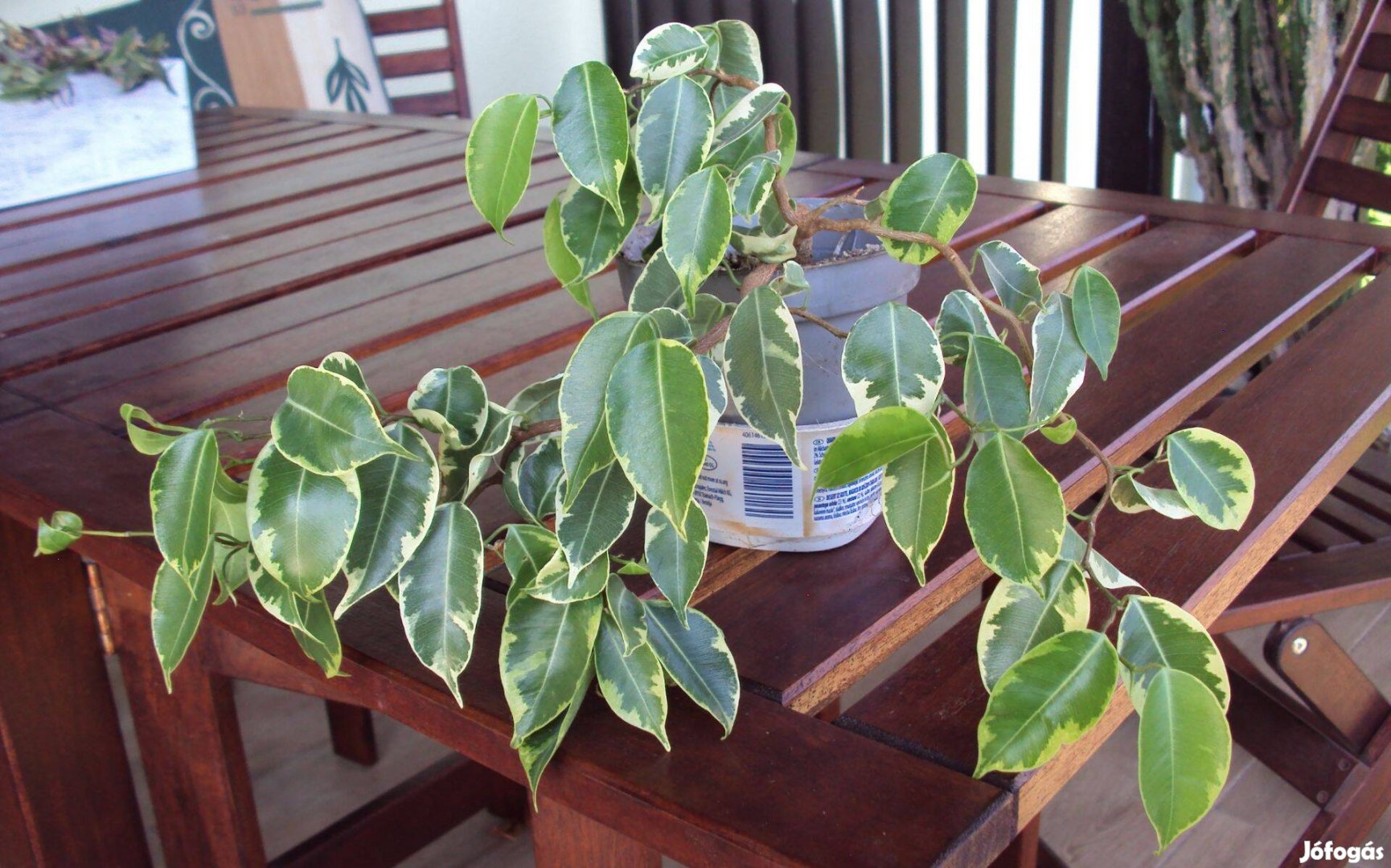 Ficus benjamina 'Variegata'