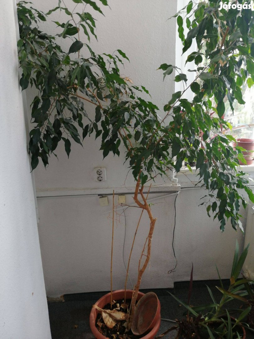 Ficus benjamina eladó