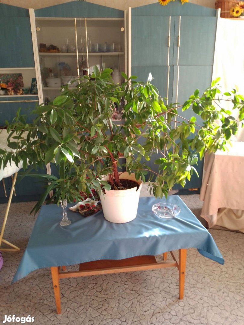 Ficus benjamina szobanövény. 90 cm magas, 128 cm széles. Szállítás a v