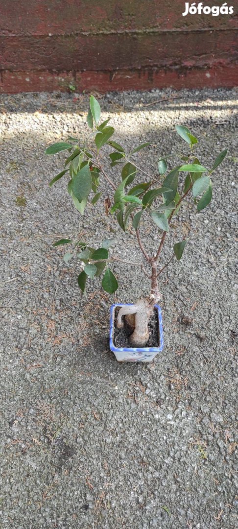Ficus bonsai eladó