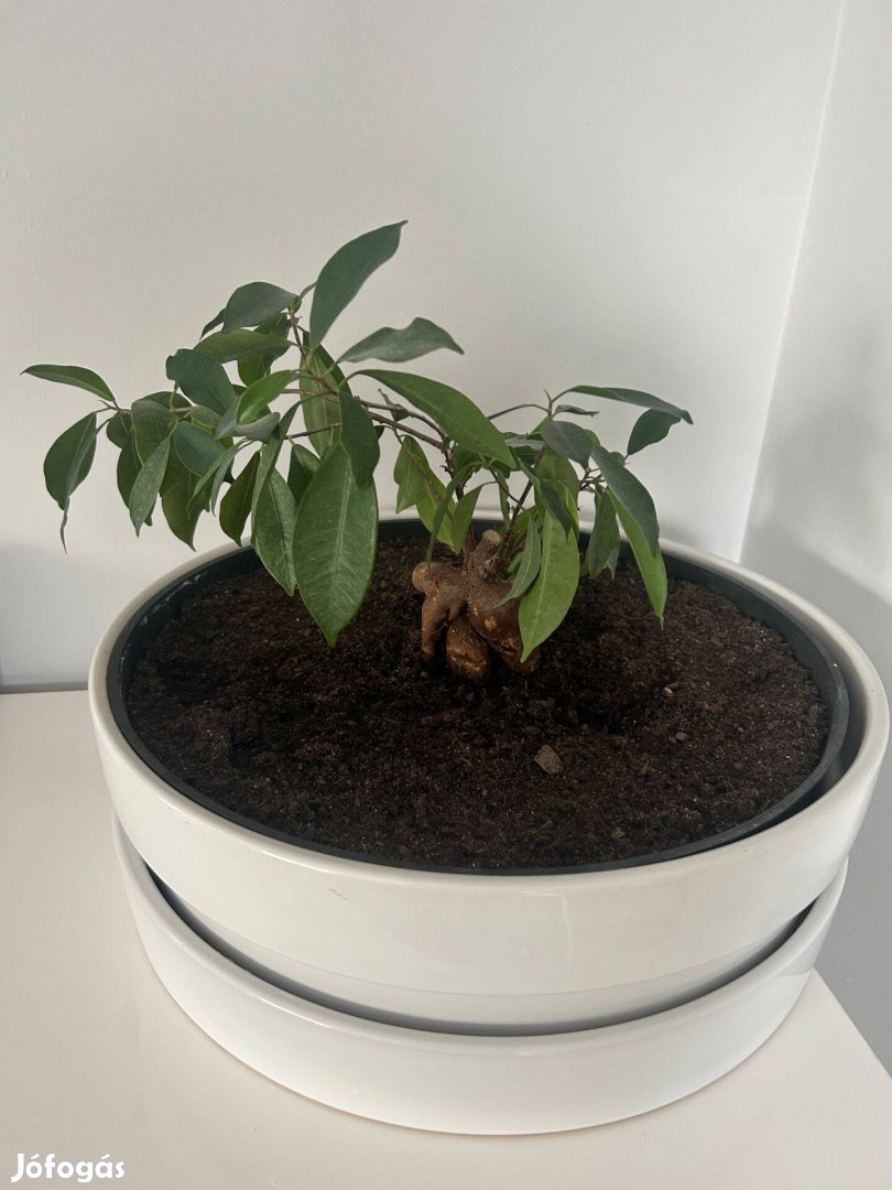 Ficus bonsai nagy méretű kaspóban