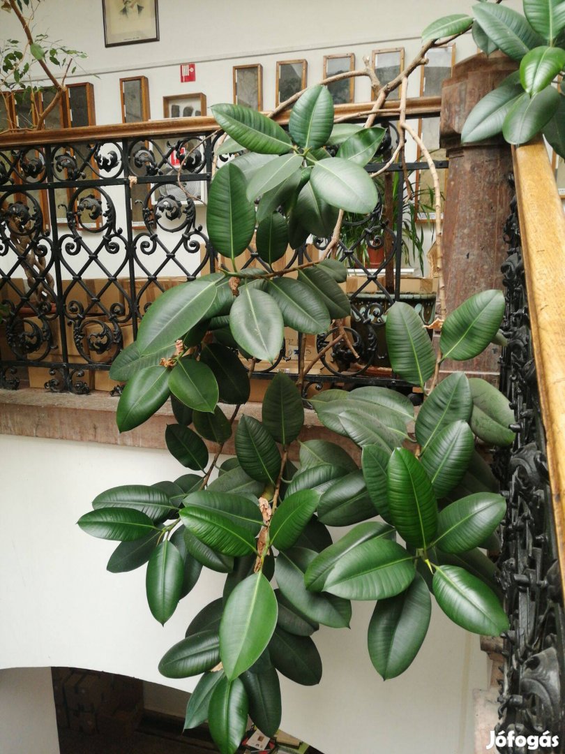 Ficus elastica