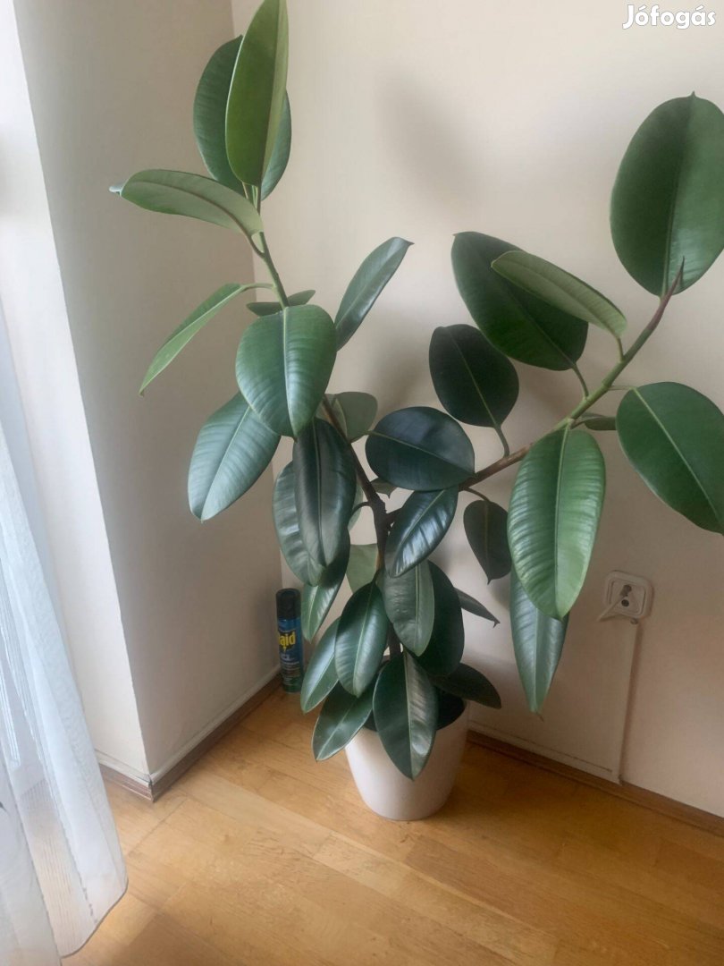 Ficus elastica