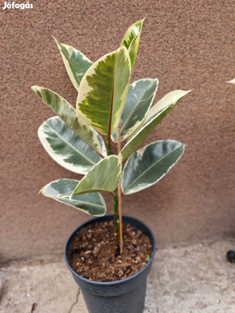 Ficus elastica 'Tineke' - tarka levelű szobatiszta