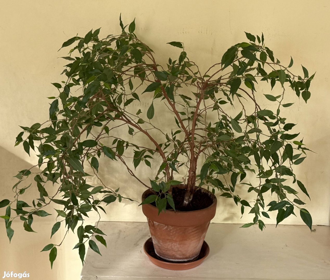 Fikusz Benjamina Natasja kb 60 cm magas cseréppel