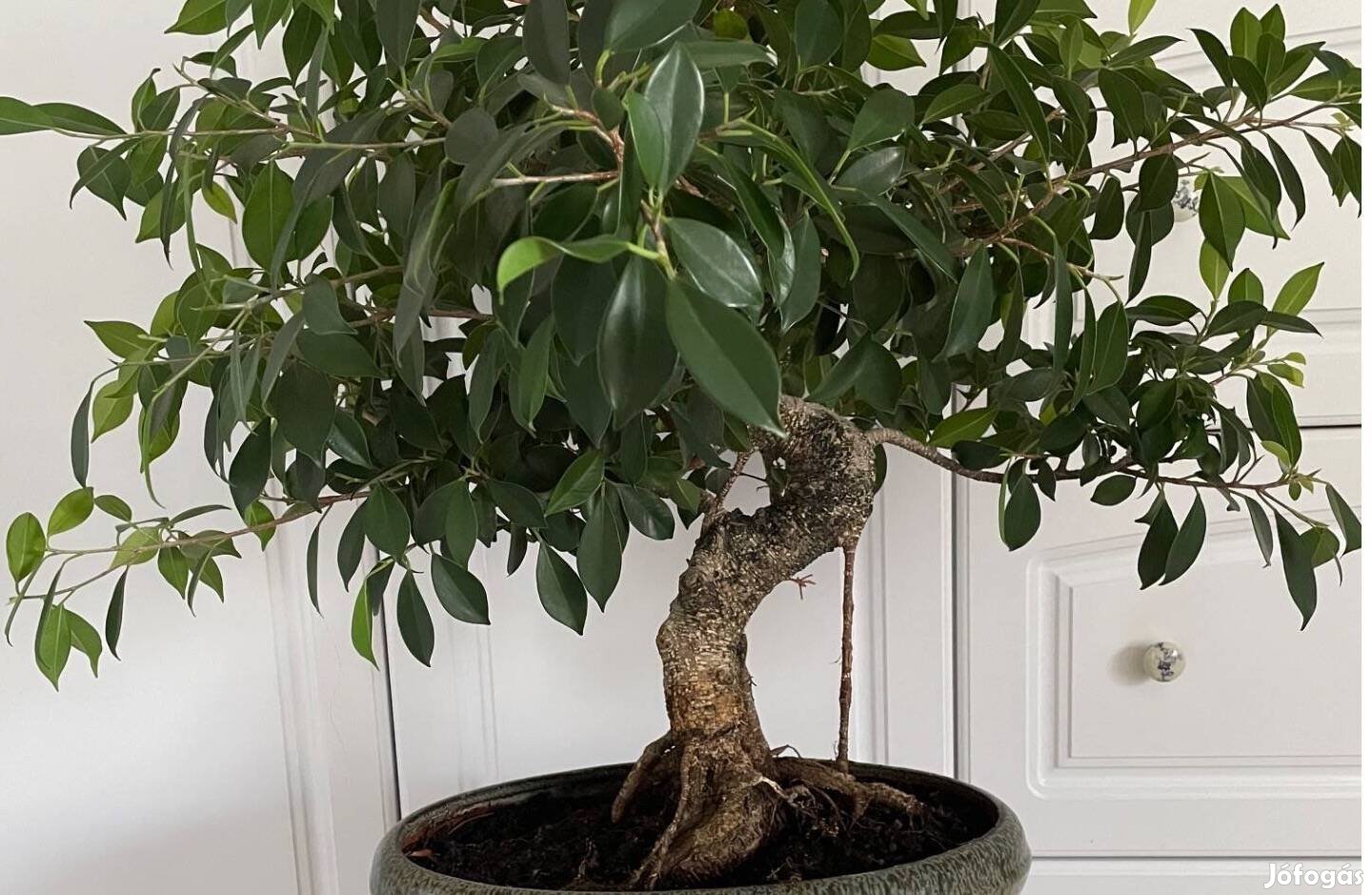Fikusz bonsai