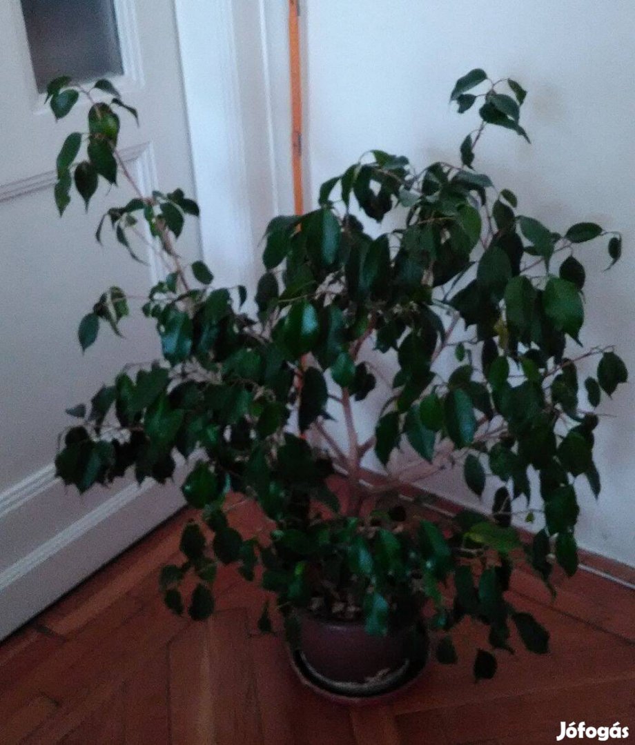 Fikusz ficus benjamina szobanövény 20cm-es cserép