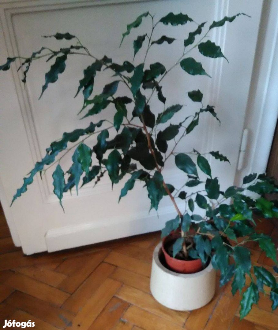 Fikusz ficus benjamina szobanövény 50 cm magas 12cm-es cserép