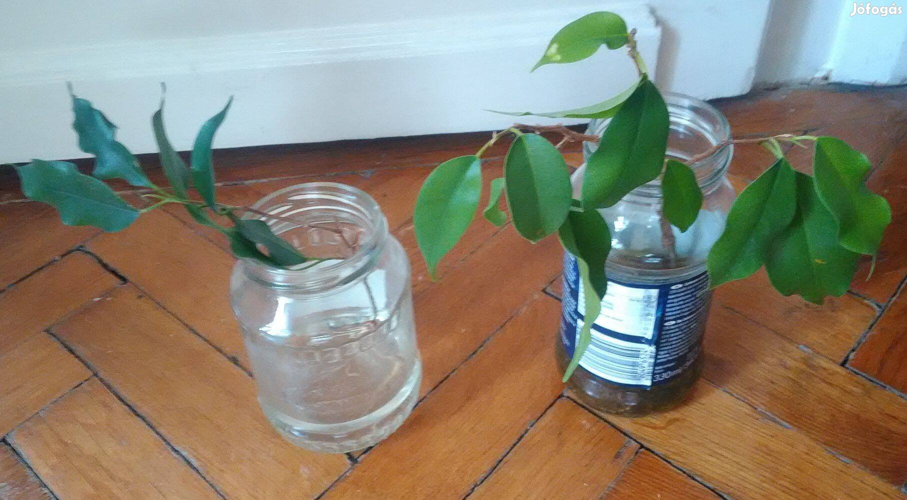 Fikusz ficus benjamina szobanövény