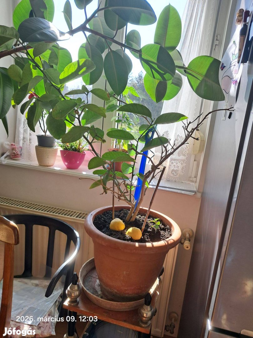 Fikusz,fikuszbenjamin,citromfa,majomkenyérfa,pálma