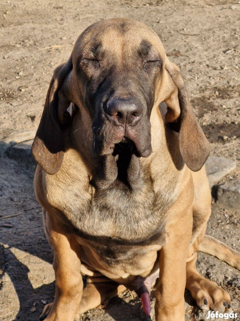 Fila Brasileiro