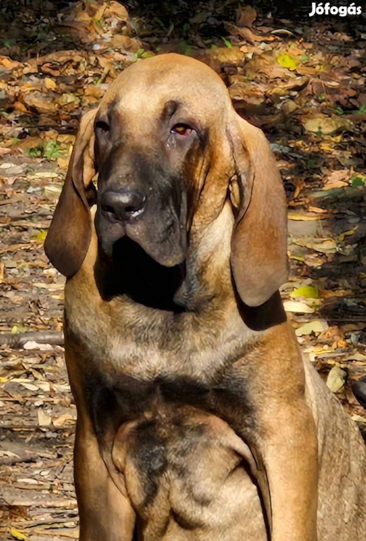 Fila Brasileiro