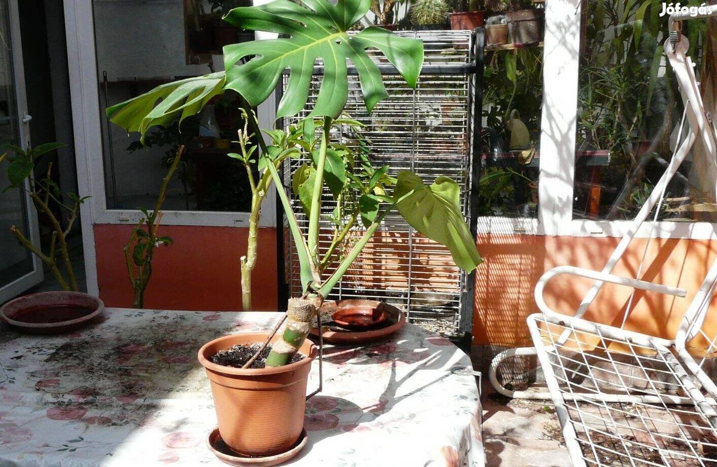 Filadendron szobanövény eladó
