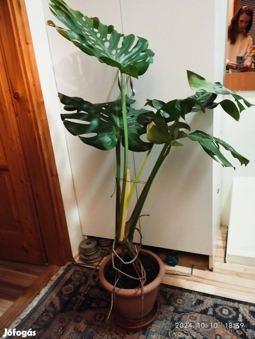 Filodendron (könnyező pálma 110 cm)